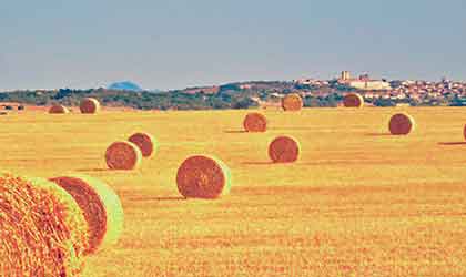 Mallorca Landwirtschaft Ernte