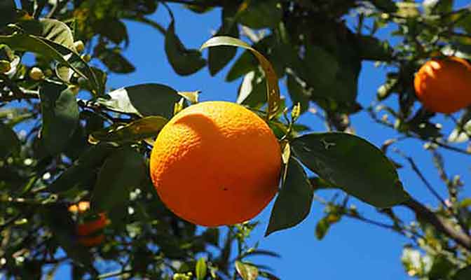 Mallorca Orangen