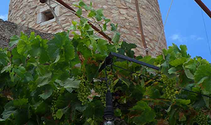 Mallorca Weintrauben und Mühle 