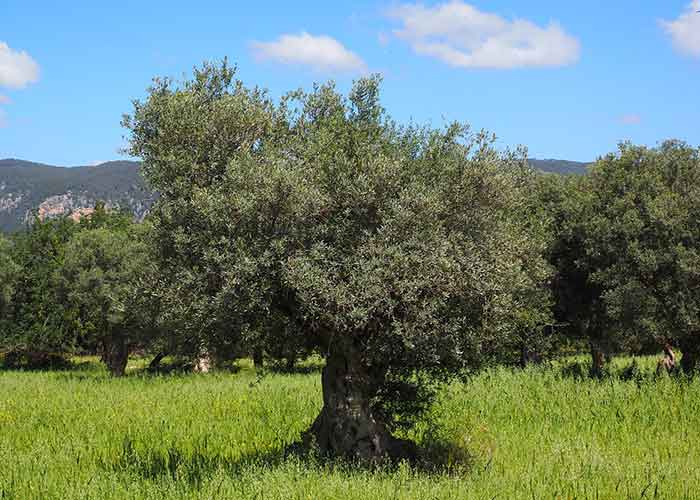 Mallorca Olivenbaum