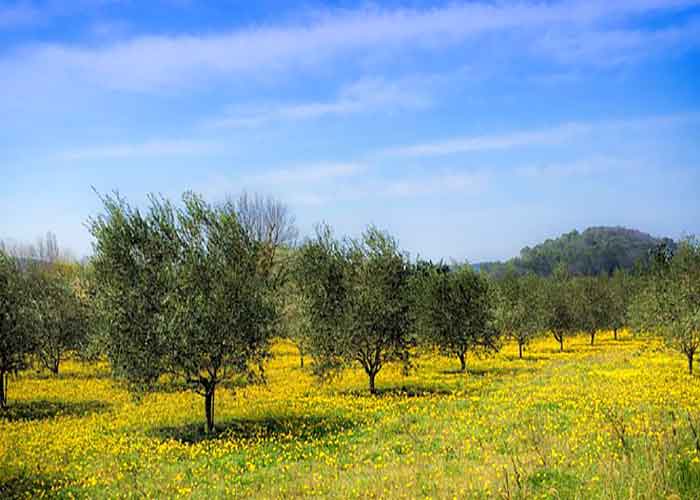 Mallorca Olivenbäume