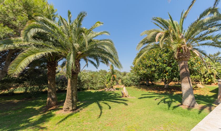 Garten mit imposanten Palmen Finca mit Pool Mallorca PM 6091