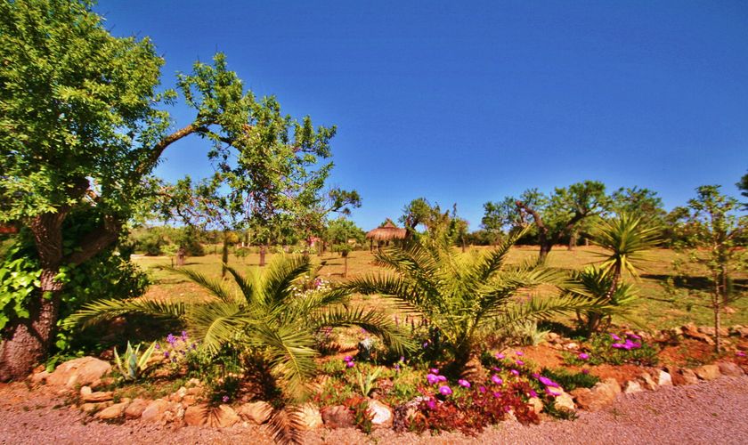 Palmen und Pflanzen auf dem Grundstück Finca mit Pool Mallorca PM 6950
