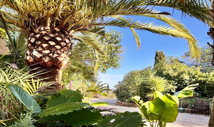 Große Palme im Garten Finca Mallorca Pool Wlan Klimaanlage PM 6950