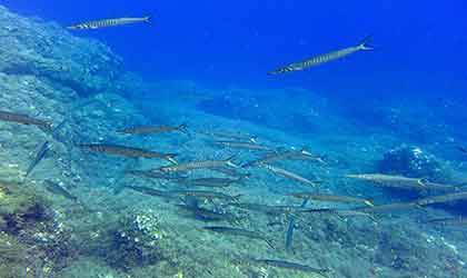 Cabrera Unterwasserwelt Barracudas