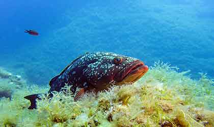 Cabrera Unterwasserwelt Zackenbarsch