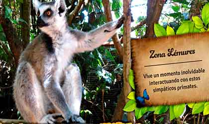 Mallorca Santa Eugenia Zoo Lemuren
