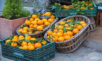 Mallorca Wochenmarkt Orangen