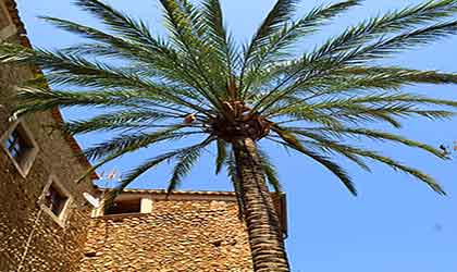 Palme und Natursteinhaus Mallorca