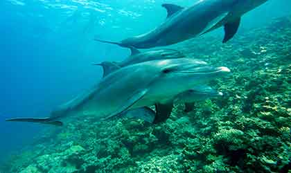 Mallorca Tauchen Delfine