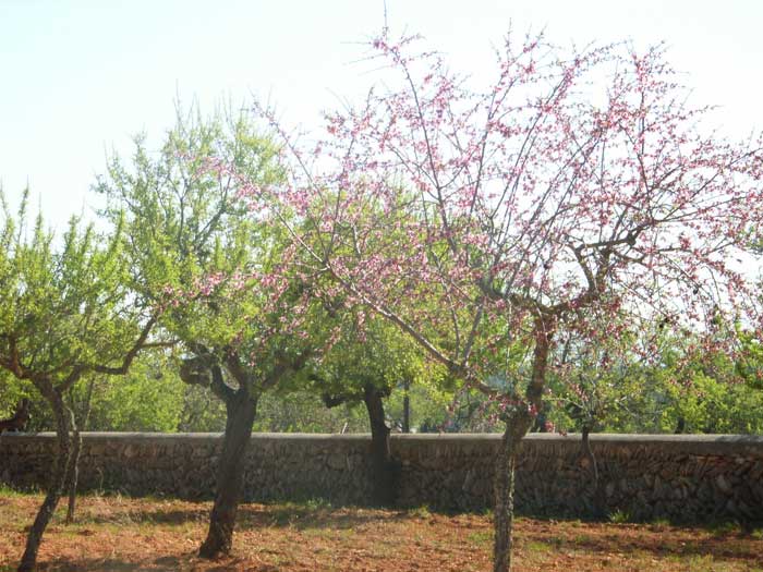 Blick auf die blühenden Mandelbäume