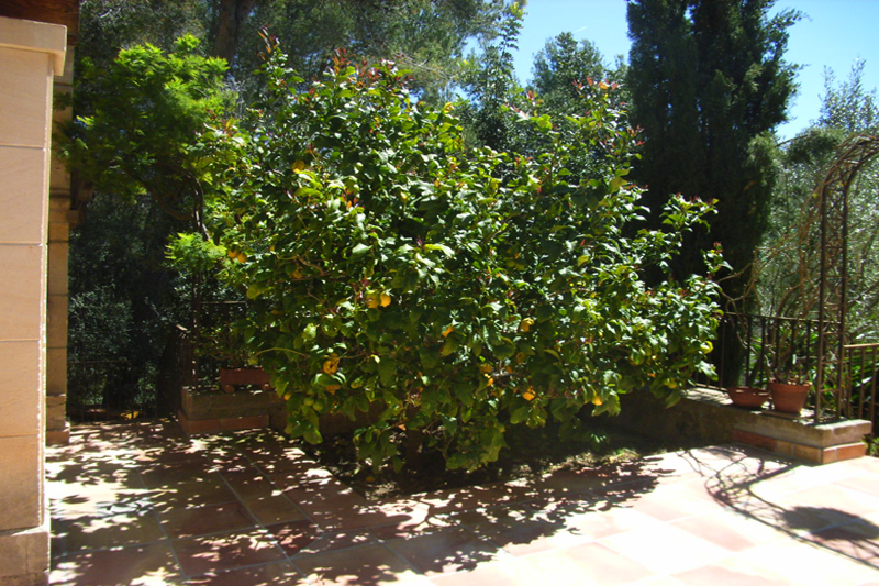 Zitronenbaum Finca Mallorca PM 109