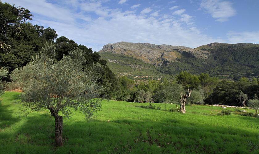 Landschaft  Finca Mallorca Pollensa PM 3334