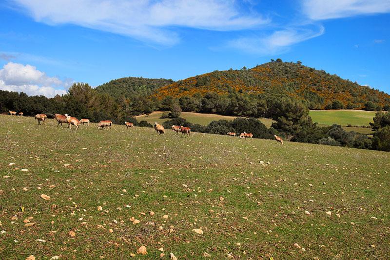 Landschaft Finca Mallorca PM 6055 im Südosten für 10 Personen