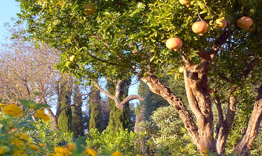 Garten Luxusfinca Mallorca Santanyi PM 650