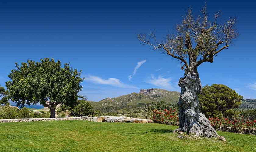 Landschaft und Villa Mallorca PM 5240