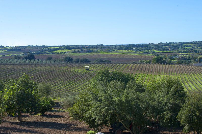 Landschaft 2 Finca Mallorca PM 6015
